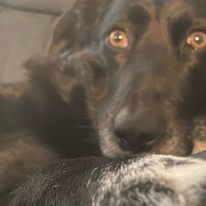 Meet your Posher, Izzy